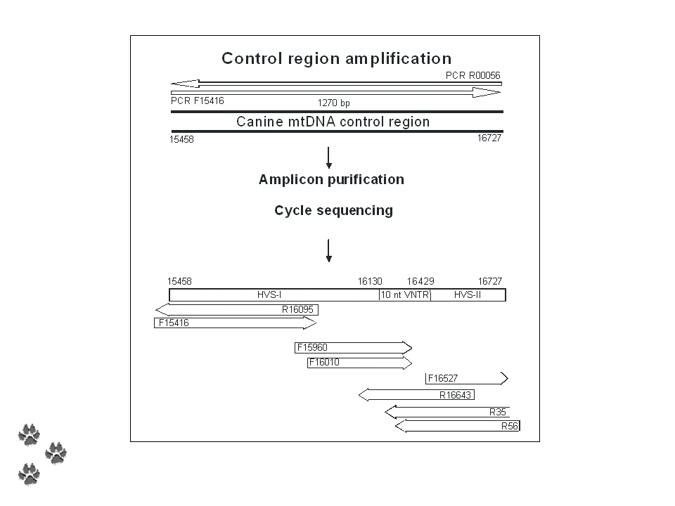 Canine mtDNA control region