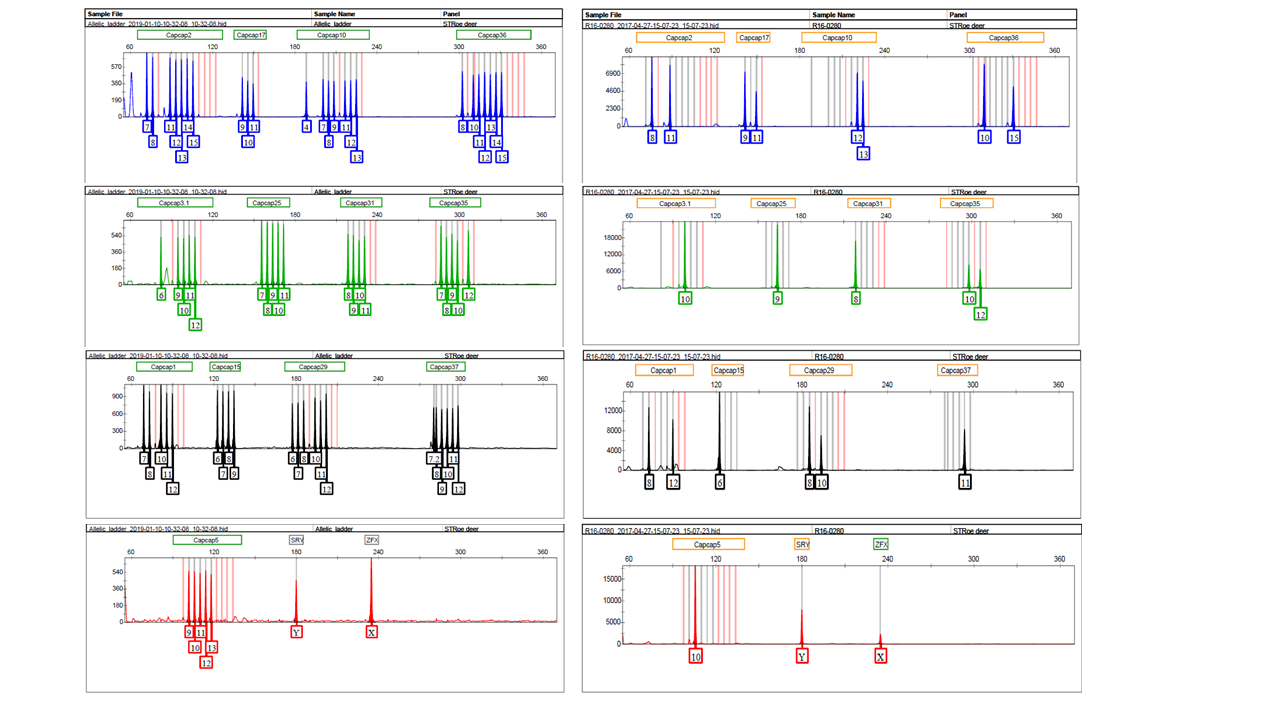 Allelic ladders & Positive Control