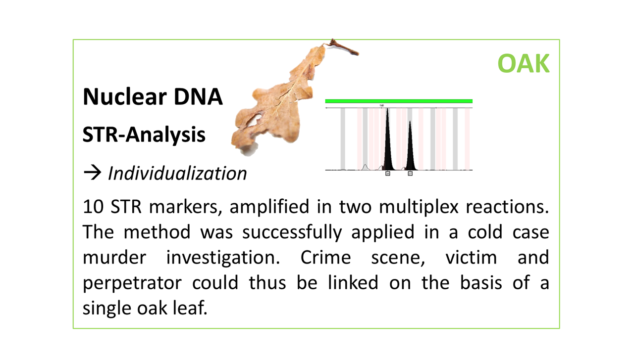 Oak STR Analysis